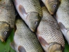 Fresh fish. Very very fresh. Still alive. - Luang Prabang, Laos