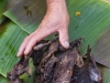 Roasted rats. - Luang Prabang, Laos